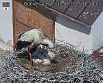 Capi_Dubne_20250612_102002.jpg