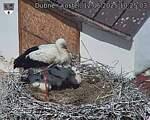 Capi_Dubne_20250612_102503.jpg