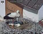 Capi_Dubne_20250612_103003.jpg