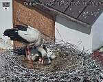 Capi_Dubne_20250612_103503.jpg