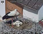 Capi_Dubne_20250612_104003.jpg