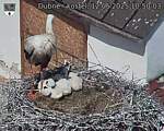 Capi_Dubne_20250612_105003.jpg