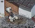 Capi_Dubne_20250612_105503.jpg