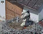 Capi_Dubne_20250612_112503.jpg