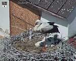 Capi_Dubne_20250612_113003.jpg
