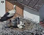 Capi_Dubne_20250612_120003.jpg