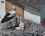 Capi_Dubne_20250612_120503.jpg