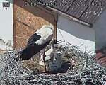 Capi_Dubne_20250612_130502.jpg