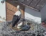 Capi_Dubne_20250612_131003.jpg
