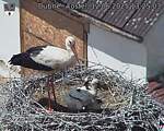 Capi_Dubne_20250612_132503.jpg