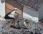 Capi_Dubne_20250612_133503.jpg