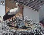 Capi_Dubne_20250612_143003.jpg