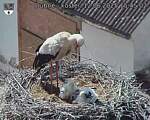 Capi_Dubne_20250612_154502.jpg