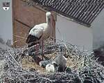 Capi_Dubne_20250612_160003.jpg
