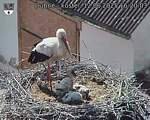 Capi_Dubne_20250612_162003.jpg