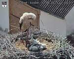 Capi_Dubne_20250612_170003.jpg