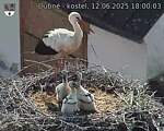 Capi_Dubne_20250612_180003.jpg
