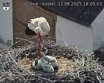 Capi_Dubne_20250612_180503.jpg