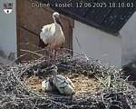 Capi_Dubne_20250612_181003.jpg
