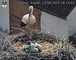 Capi_Dubne_20250612_181503.jpg