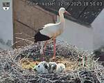 Capi_Dubne_20250612_185003.jpg