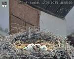Capi_Dubne_20250612_185503.jpg