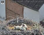 Capi_Dubne_20250612_192503.jpg