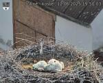 Capi_Dubne_20250612_195003.jpg