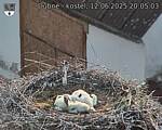 Capi_Dubne_20250612_200503.jpg