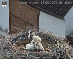 Capi_Dubne_20250612_201003.jpg
