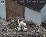 Capi_Dubne_20250612_201503.jpg