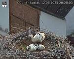 Capi_Dubne_20250612_202003.jpg