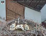 Capi_Dubne_20250612_203503.jpg