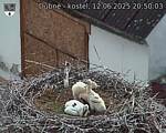 Capi_Dubne_20250612_205003.jpg