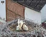 Capi_Dubne_20250612_205503.jpg