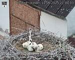 Capi_Dubne_20250612_210003.jpg