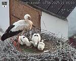 Capi_Dubne_20250612_210503.jpg