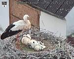 Capi_Dubne_20250612_211003.jpg