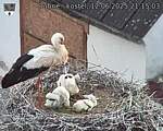 Capi_Dubne_20250612_211503.jpg