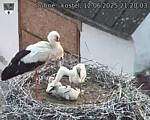 Capi_Dubne_20250612_212003.jpg