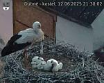 Capi_Dubne_20250612_213002.jpg