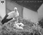 Capi_Dubne_20250612_213503.jpg