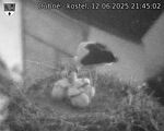 Capi_Dubne_20250612_214502.jpg