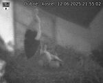 Capi_Dubne_20250612_215502.jpg