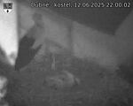 Capi_Dubne_20250612_220002.jpg