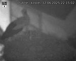 Capi_Dubne_20250612_221502.jpg