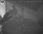Capi_Dubne_20250612_225502.jpg