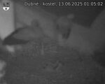 Capi_Dubne_20250613_010503.jpg