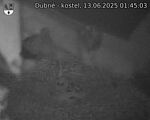Capi_Dubne_20250613_014503.jpg