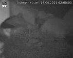 Capi_Dubne_20250613_020003.jpg